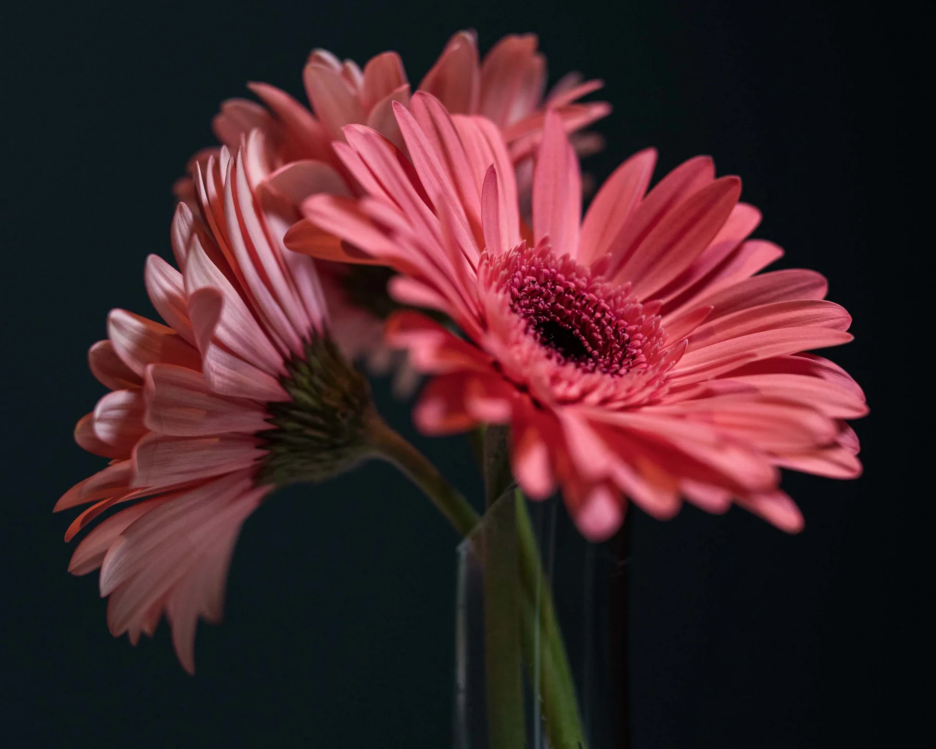 Impressionen aus dem Luis von Weyden Drei rosa Gerbera-Blumen in einer Vase vor dunklem Hintergrund